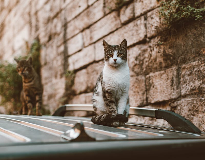 Two tabby cats sitting on a car roof against a stone wall background, captured in a serene outdoor setting.